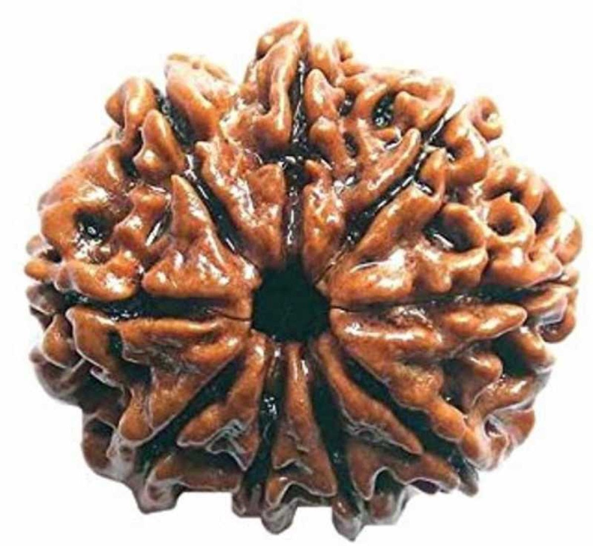 ShivaRatna Kaal Sarp Dosh Nivarak Rudraksha
