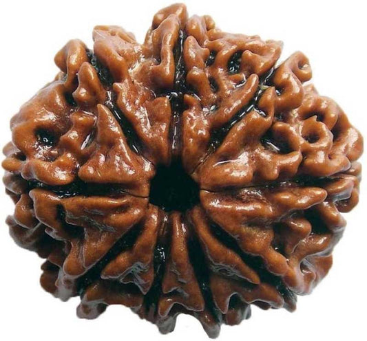 ShivaRatna 9 Mukhi/Nine Face Rudraksha with Certificate of Authenticity