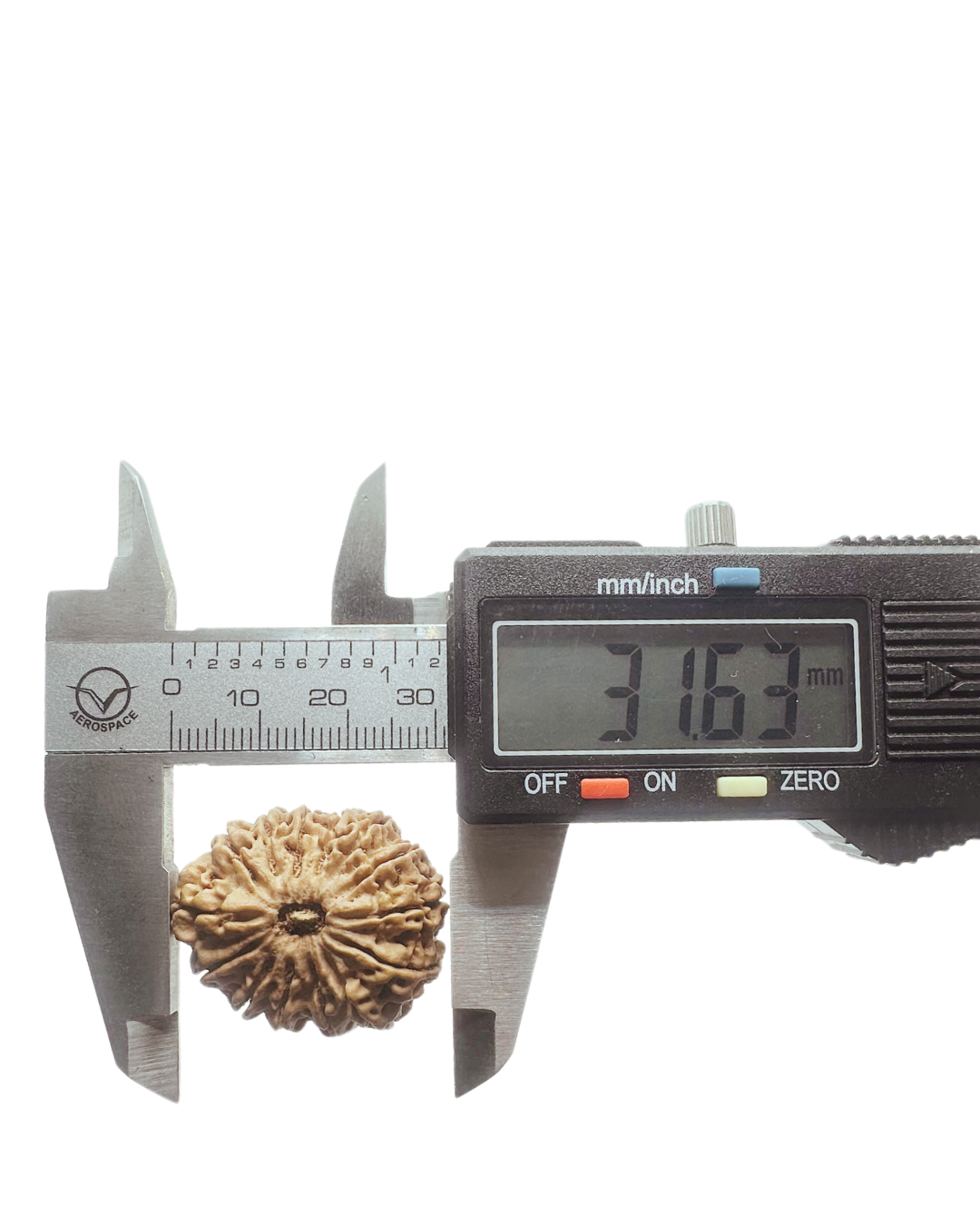 ShivaRatna 14 Mukhi Lab Certified Rudraksha (Origin Nepali) Super Elite Bead