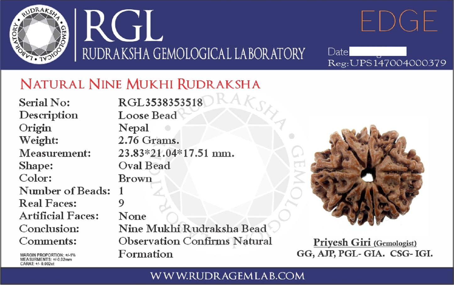 ShivaRatna 9 Mukhi/Nine Face Rudraksha with Certificate of Authenticity