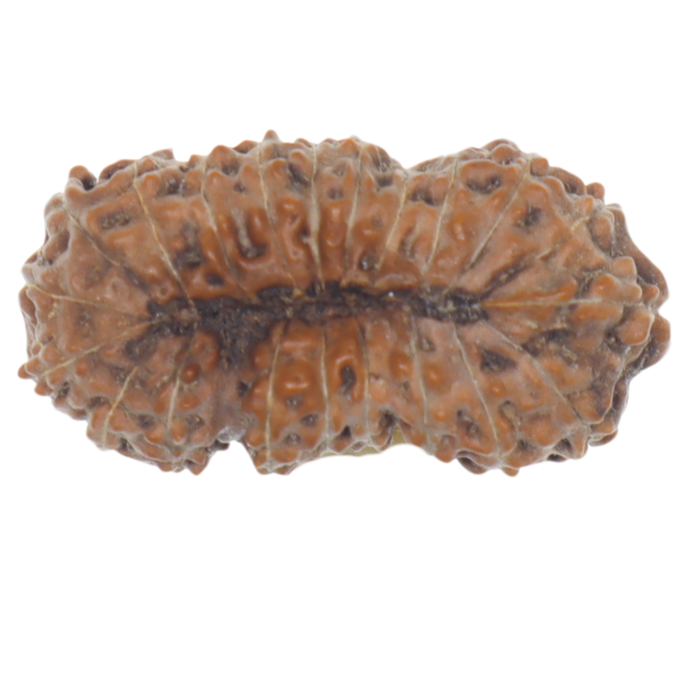 orignal 21mukhi rudraksha