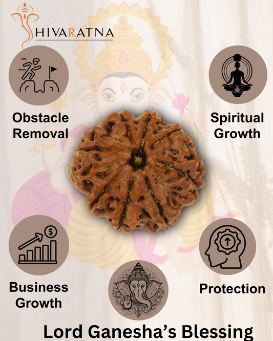 ShivaRatna 8 Mukhi/Eight Face Rudraksha with Certificate of Authenticity (Elite Range) Collector Size