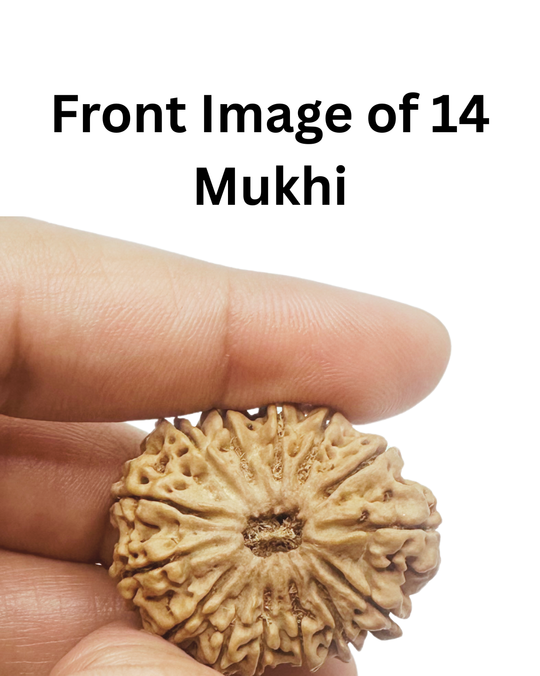 ShivaRatna 14 Mukhi Lab Certified Rudraksha (Origin Nepali) Super Elite Bead