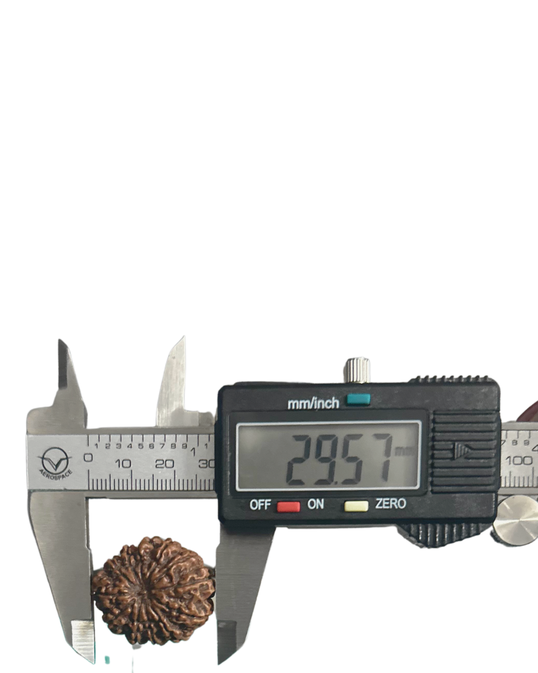 ShivaRatna 12 Mukhi Lab Certified Rudraksha (Origin Nepali) Super Elite (Collector) Bead