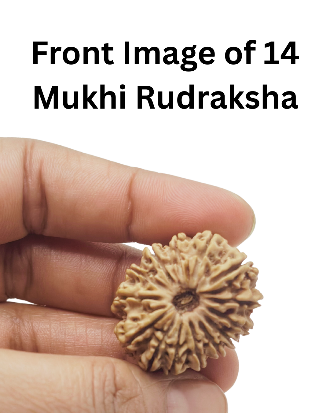 collectore (super elite ) bead 14 mukhi by shivaratna