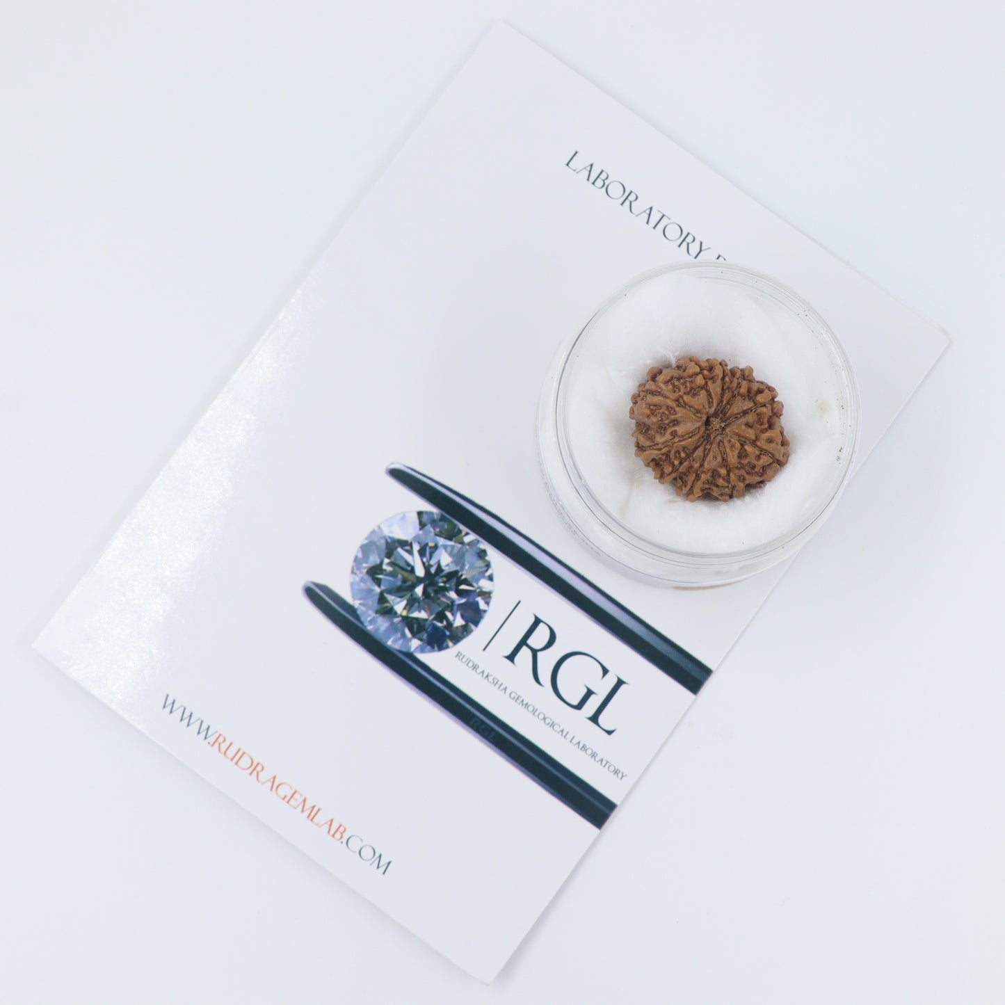certified 10 mukhi rudraksha by shivaratna