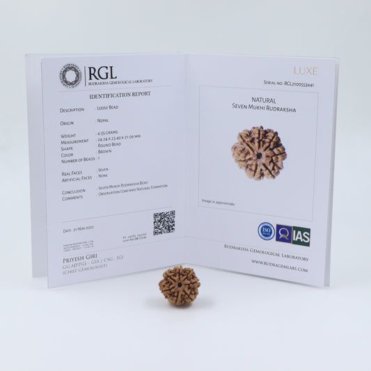 7mukhi rudraksha