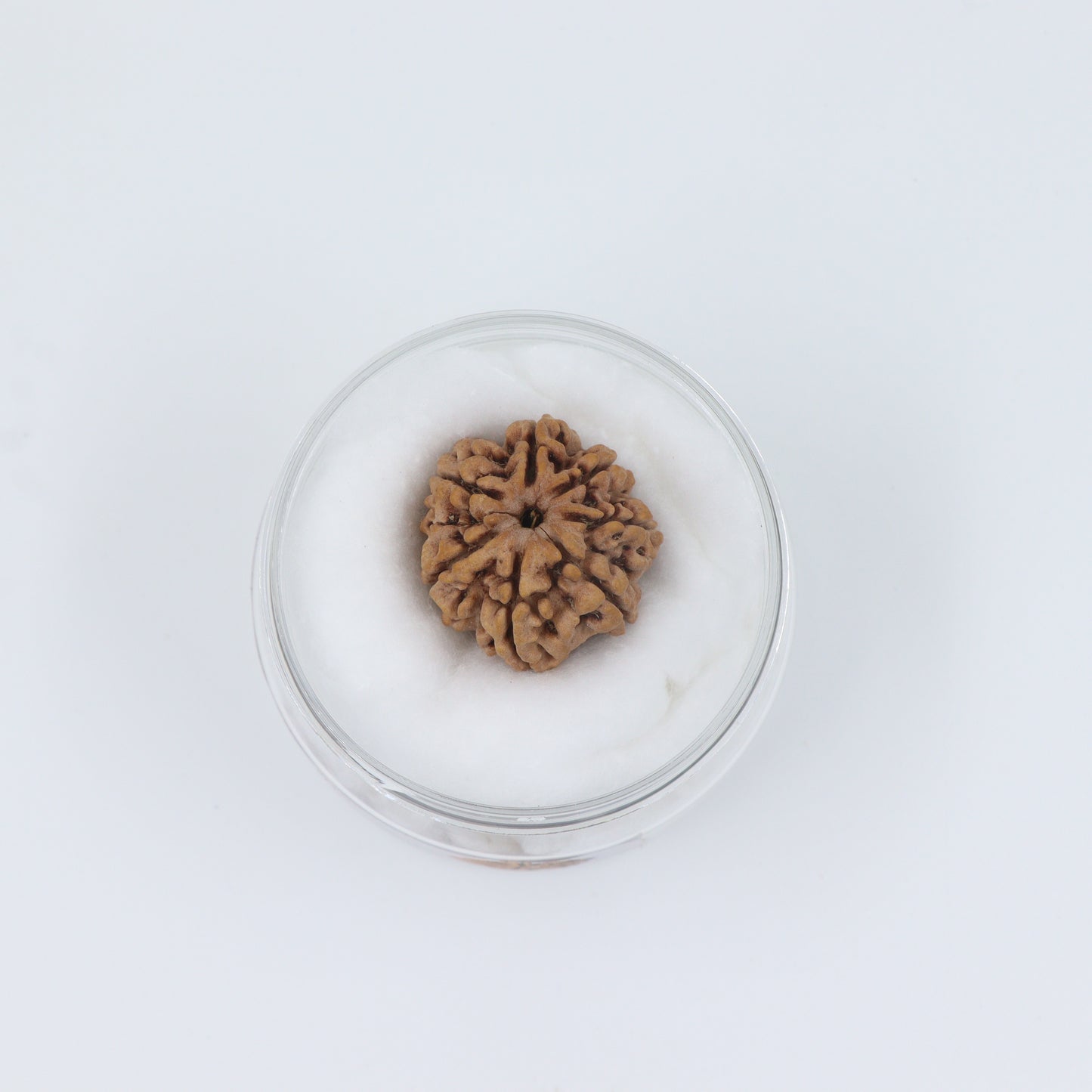 ShivaRatna 7 Mukhi /Seven Face Rudraksha with Certificate of Authenticity (Elite Range) - ShivaRatna