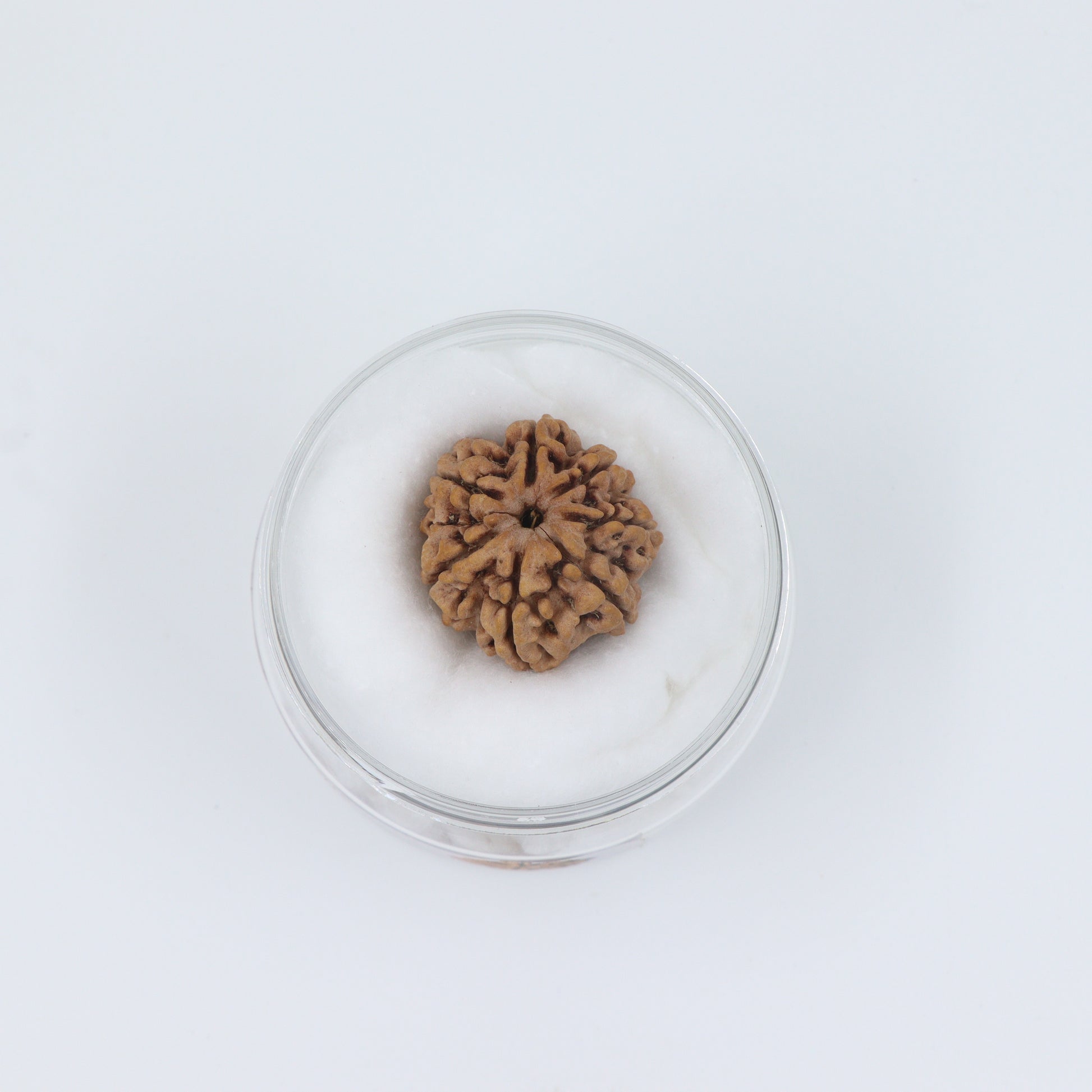 ShivaRatna 7 Mukhi /Seven Face Rudraksha with Certificate of Authenticity (Elite Range) - ShivaRatna