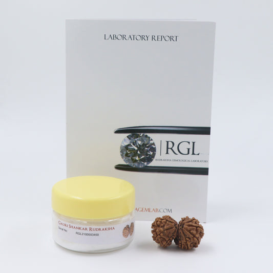 ShivaRatna Gauri Shankar Rudraksha with Certificate of Authenticity (Elite Range) Collector Size - ShivaRatna