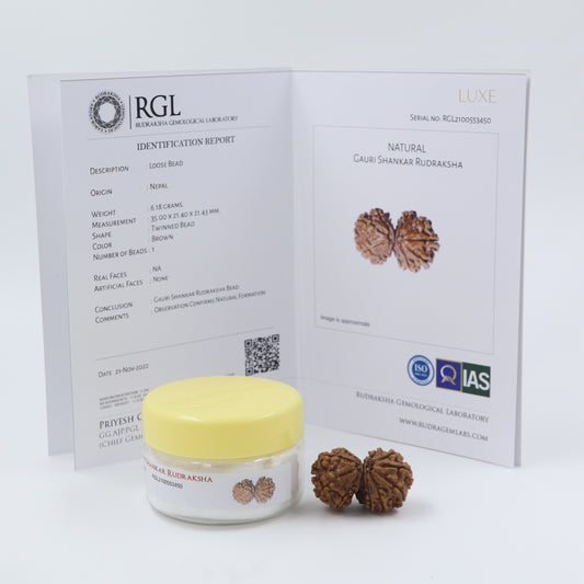 ShivaRatna Gauri Shankar Rudraksha with Certificate of Authenticity (Elite Range) Collector Size - ShivaRatna