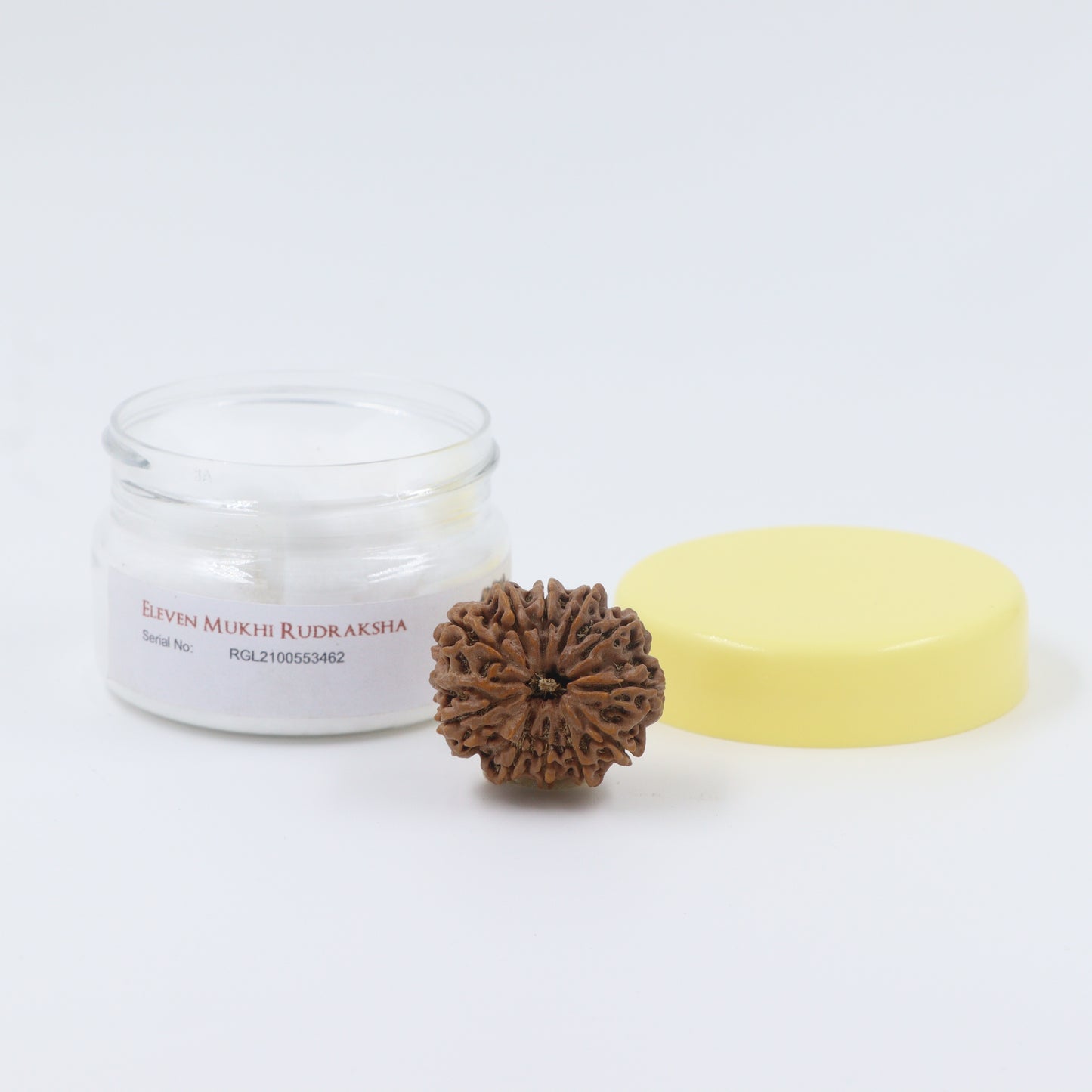 premium quality 11 mukhi rudraksha