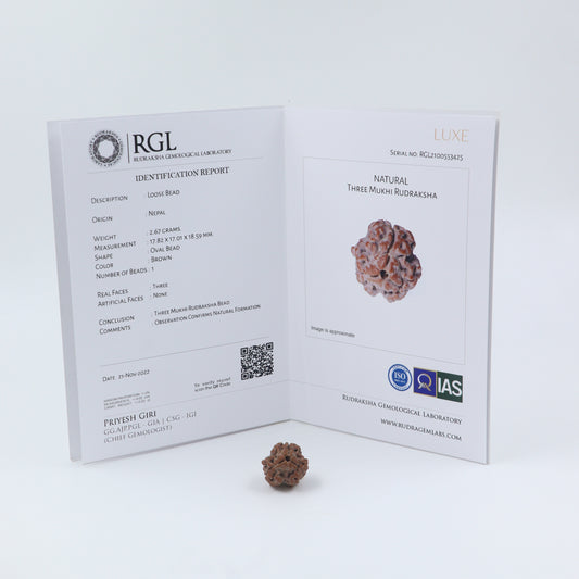 orignal rudraksha