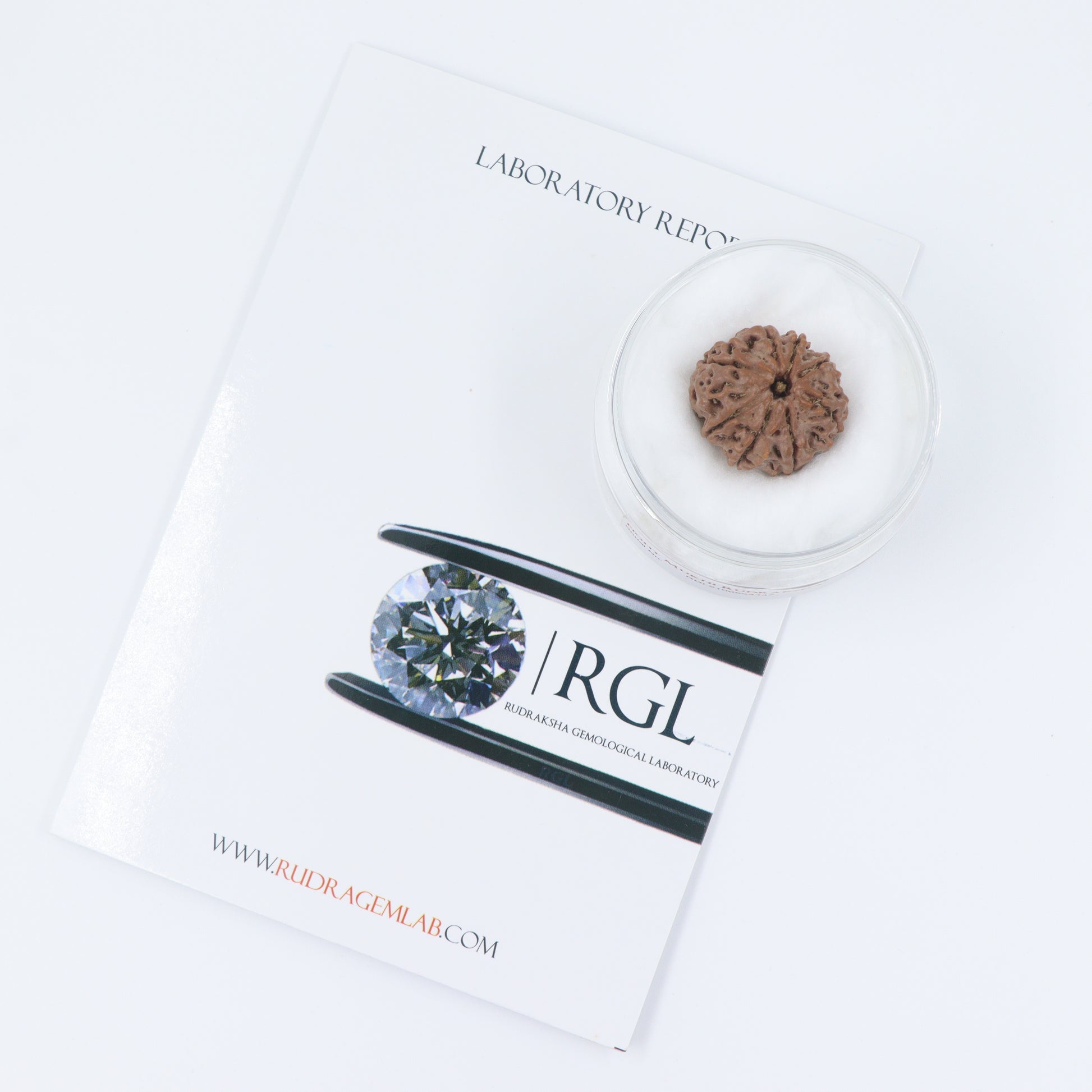 handpicked orignal rudraksha