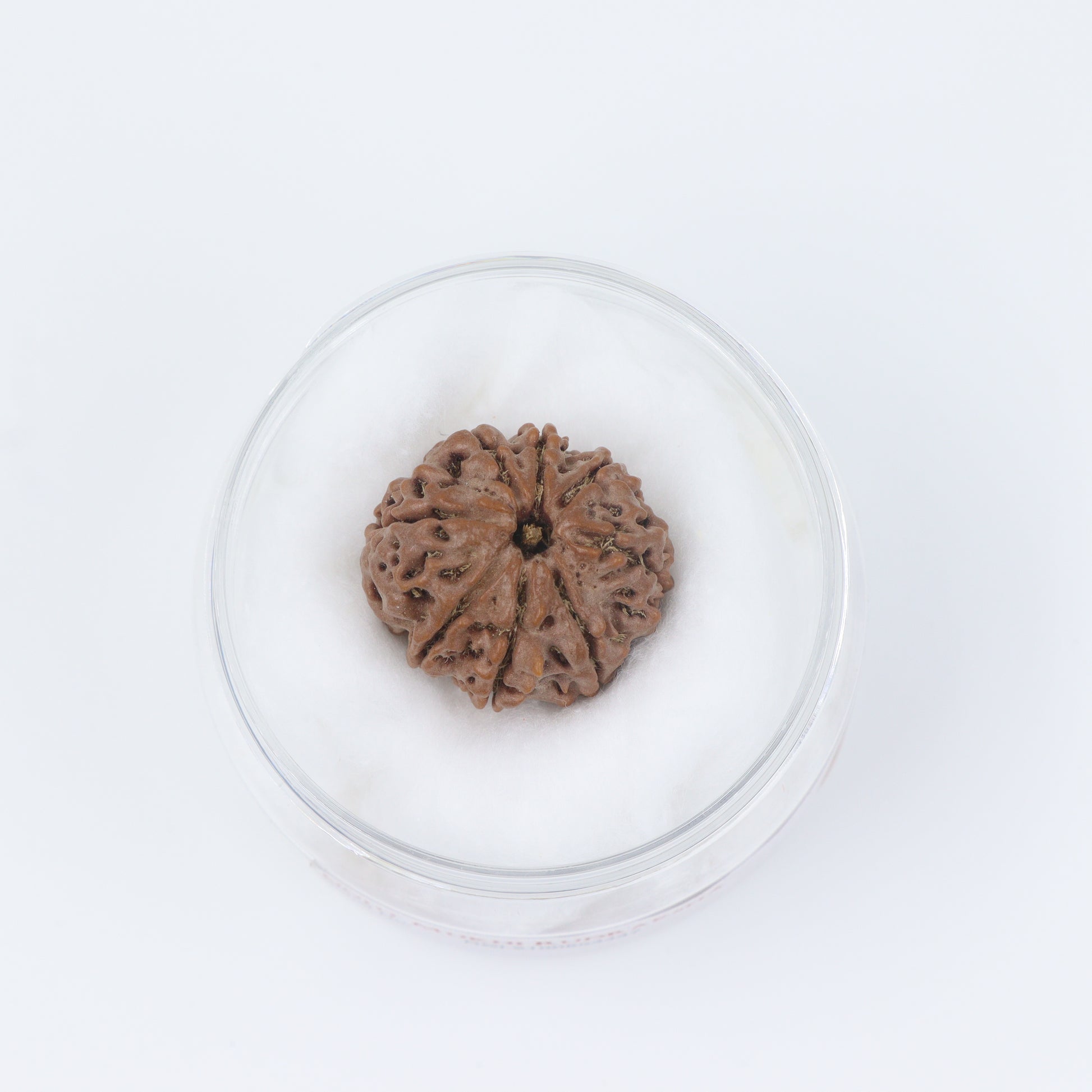 matured 8mukhi rudraksha