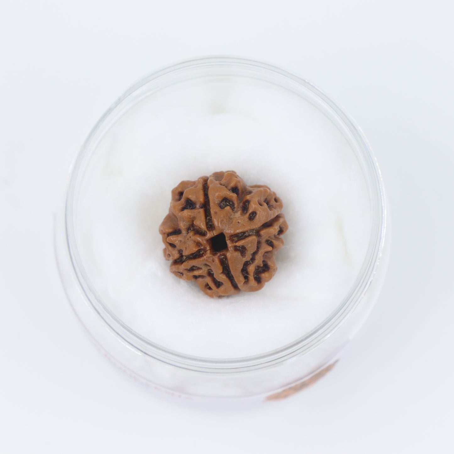 best quality of 4 mukhi rudraksha