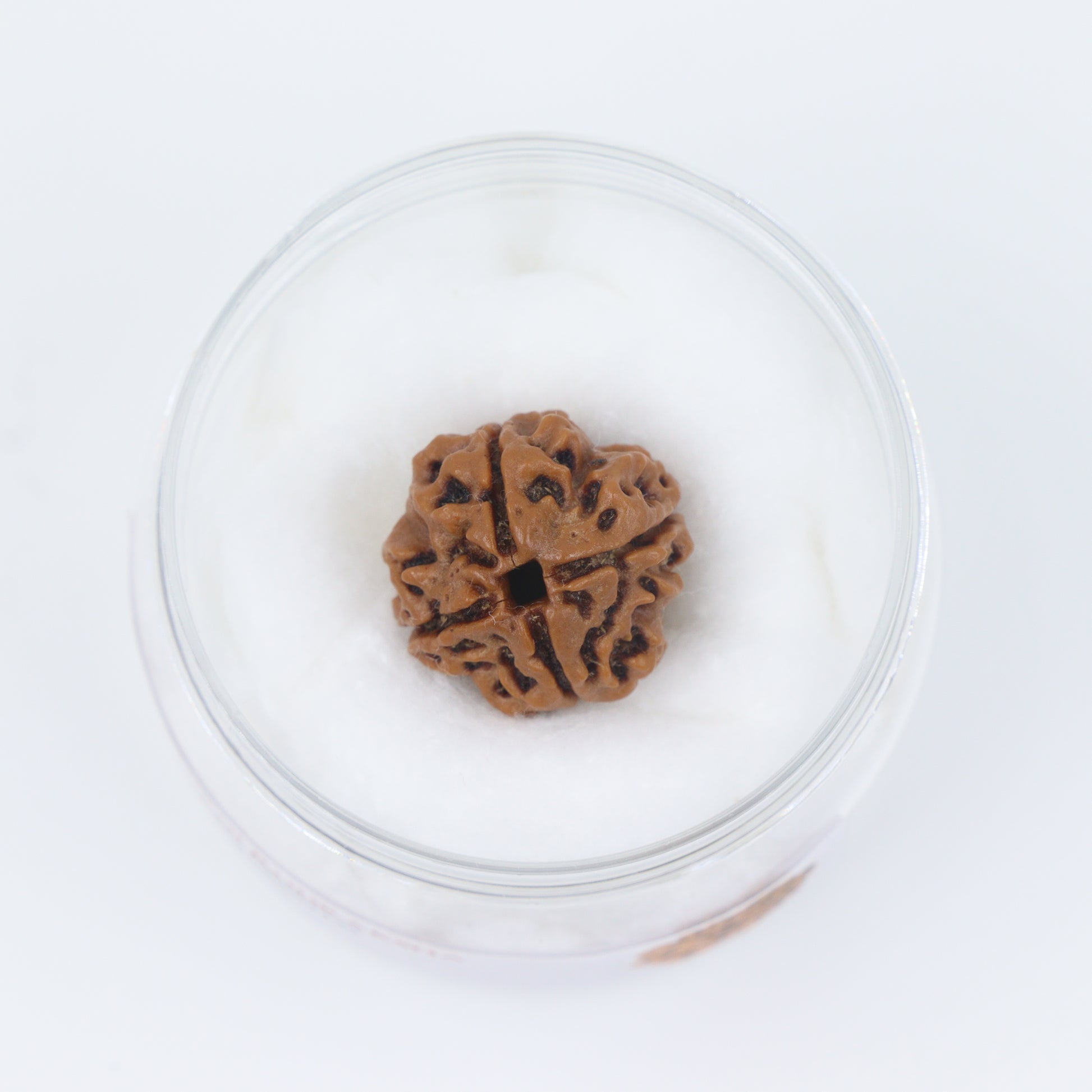 best quality of 4 mukhi rudraksha
