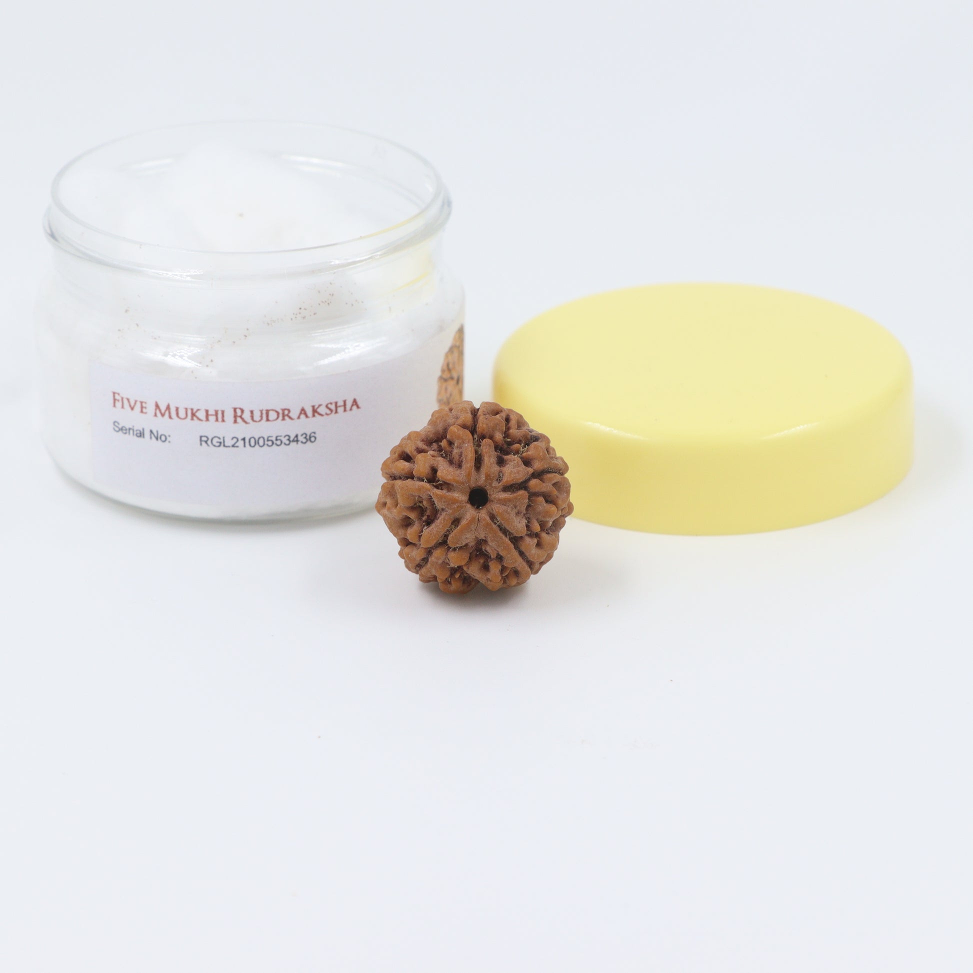ShivaRatna 5 Mukhi/Five Face Rudraksha with Certificate of Authenticity (Elite Range) - ShivaRatna