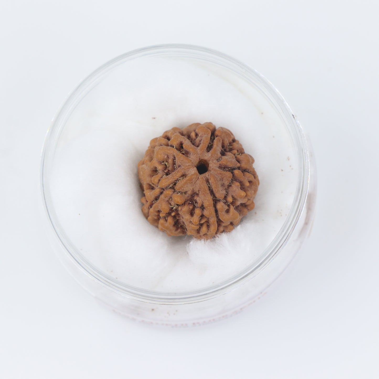 ShivaRatna 5 Mukhi/Five Face Rudraksha with Certificate of Authenticity (Elite Range) - ShivaRatna