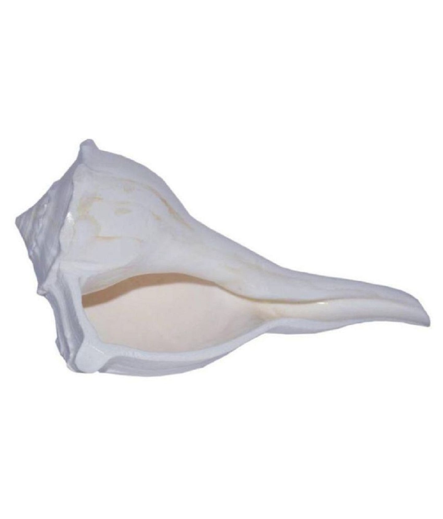 ShivaRatna Dakshinamukhi Shankh/Dhakshinavarti Shankh/Valampuri Shankh / दक्षिणावर्ती शंख (6 Inch Size) Natural Shankh for Laxmi Pujan - ShivaRatna