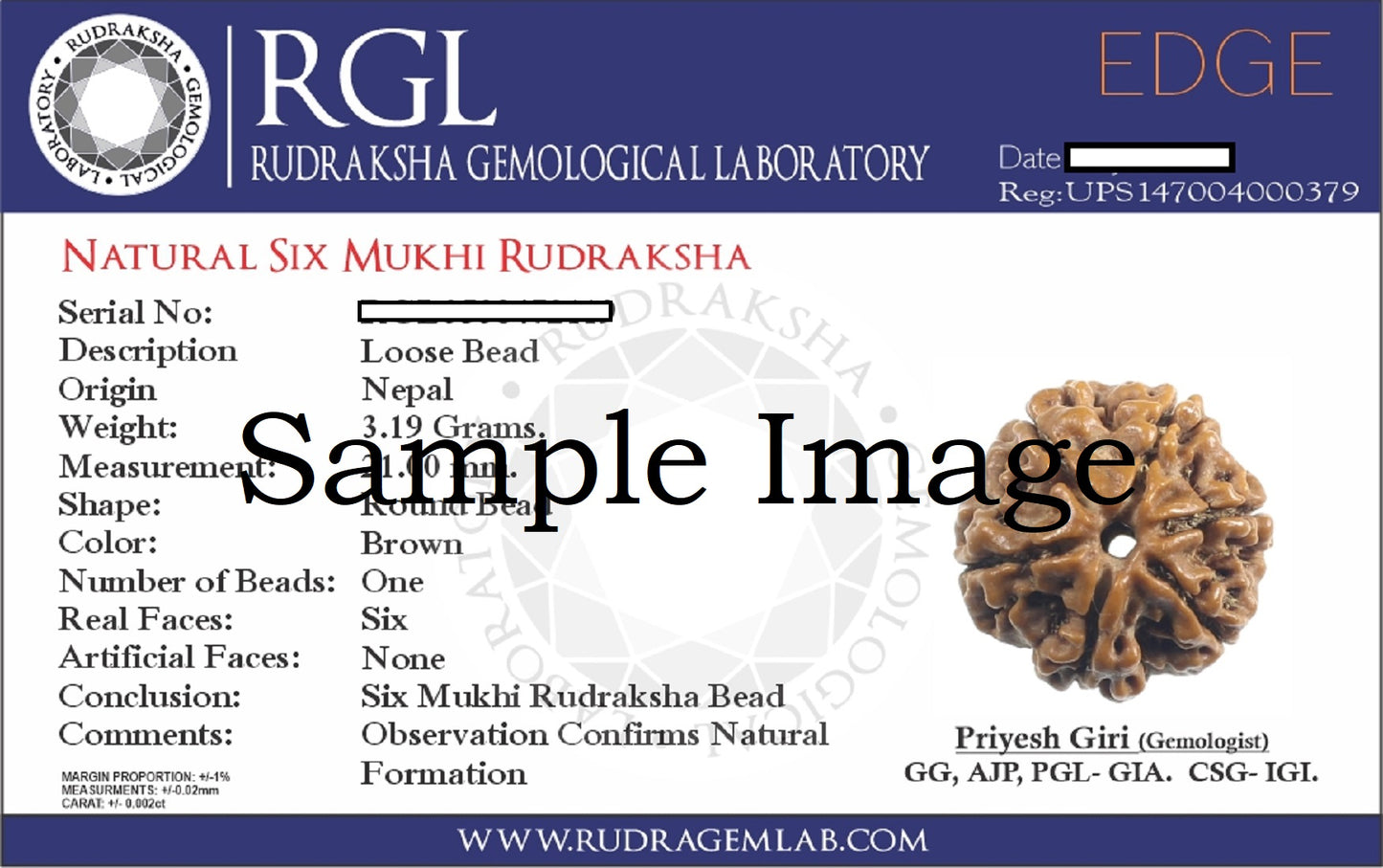 ShivaRatna 8 Mukhi/Eight Face Rudraksha with Certificate of Authenticity