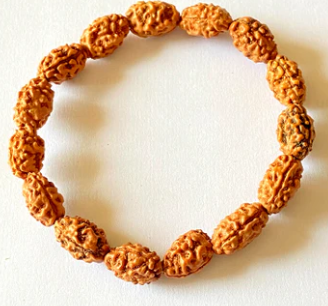 orignal rudraksha