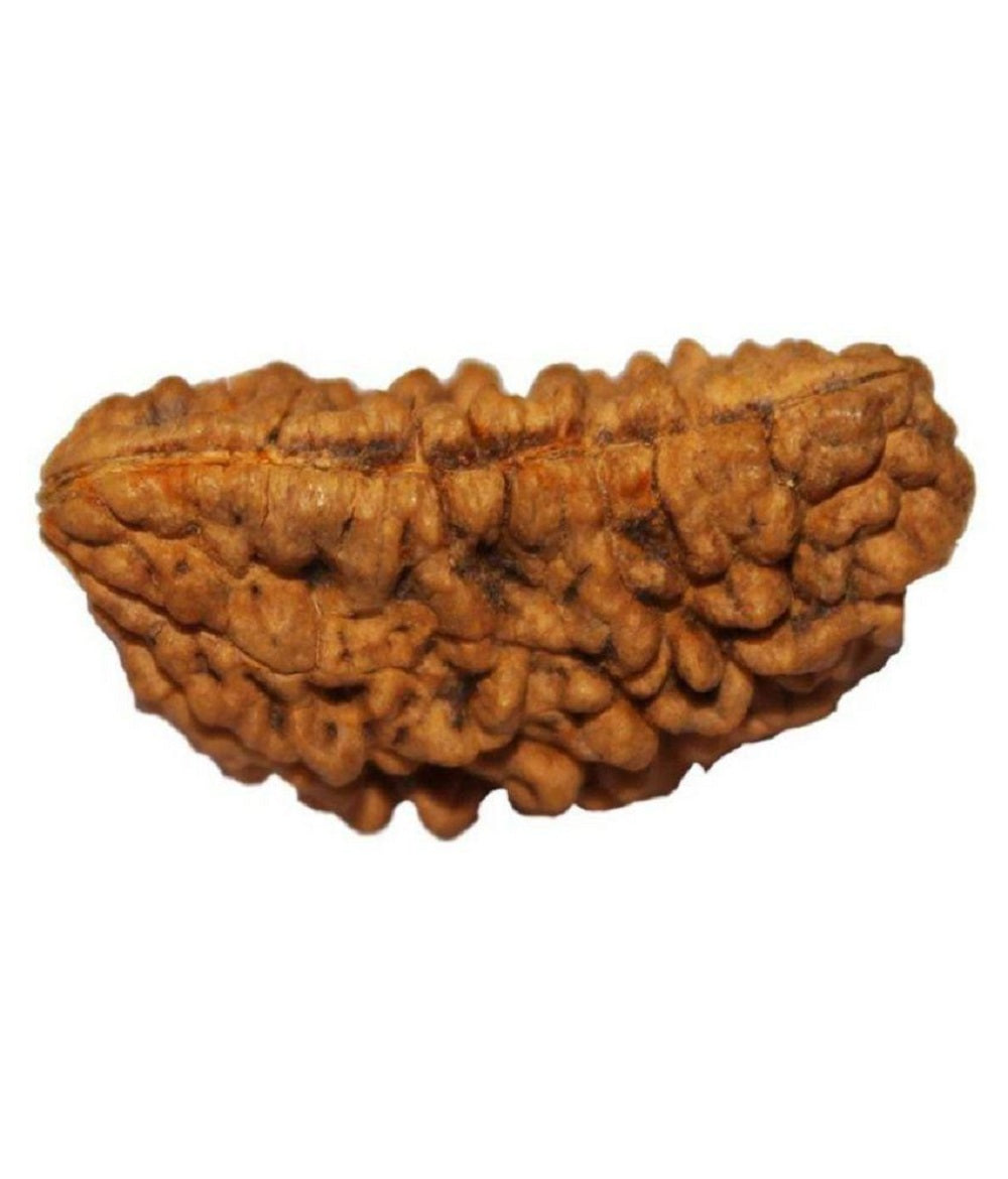 ShivaRatna Rudraksha Kawach For Meditation
