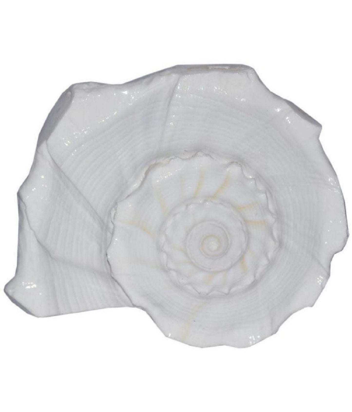 ShivaRatna Dakshinamukhi Shankh/Dhakshinavarti Shankh/Valampuri Shankh / दक्षिणावर्ती शंख (6 Inch Size) Natural Shankh for Laxmi Pujan - ShivaRatna
