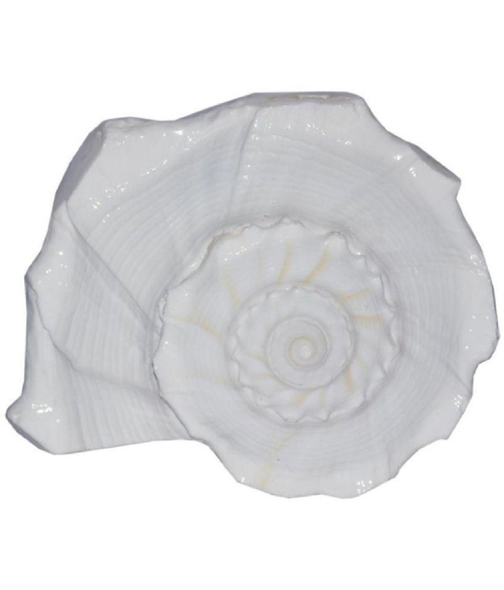 ShivaRatna Dakshinamukhi Shankh/Dhakshinavarti Shankh/Valampuri Shankh / दक्षिणावर्ती शंख (6 Inch Size) Natural Shankh for Laxmi Pujan - ShivaRatna