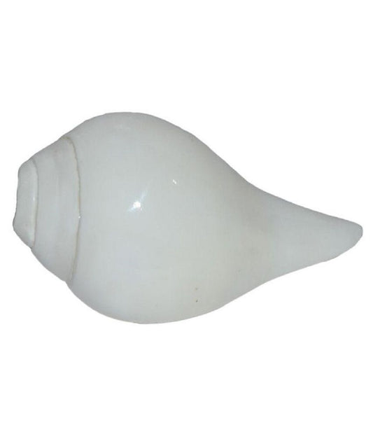 ShivaRatna blowing shankh (4-5 Inch) - ShivaRatna