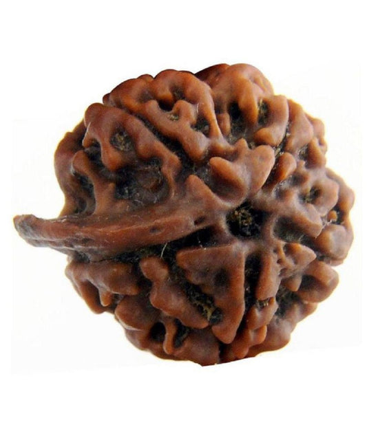 ShivaRatna Ganesh Rudraksha