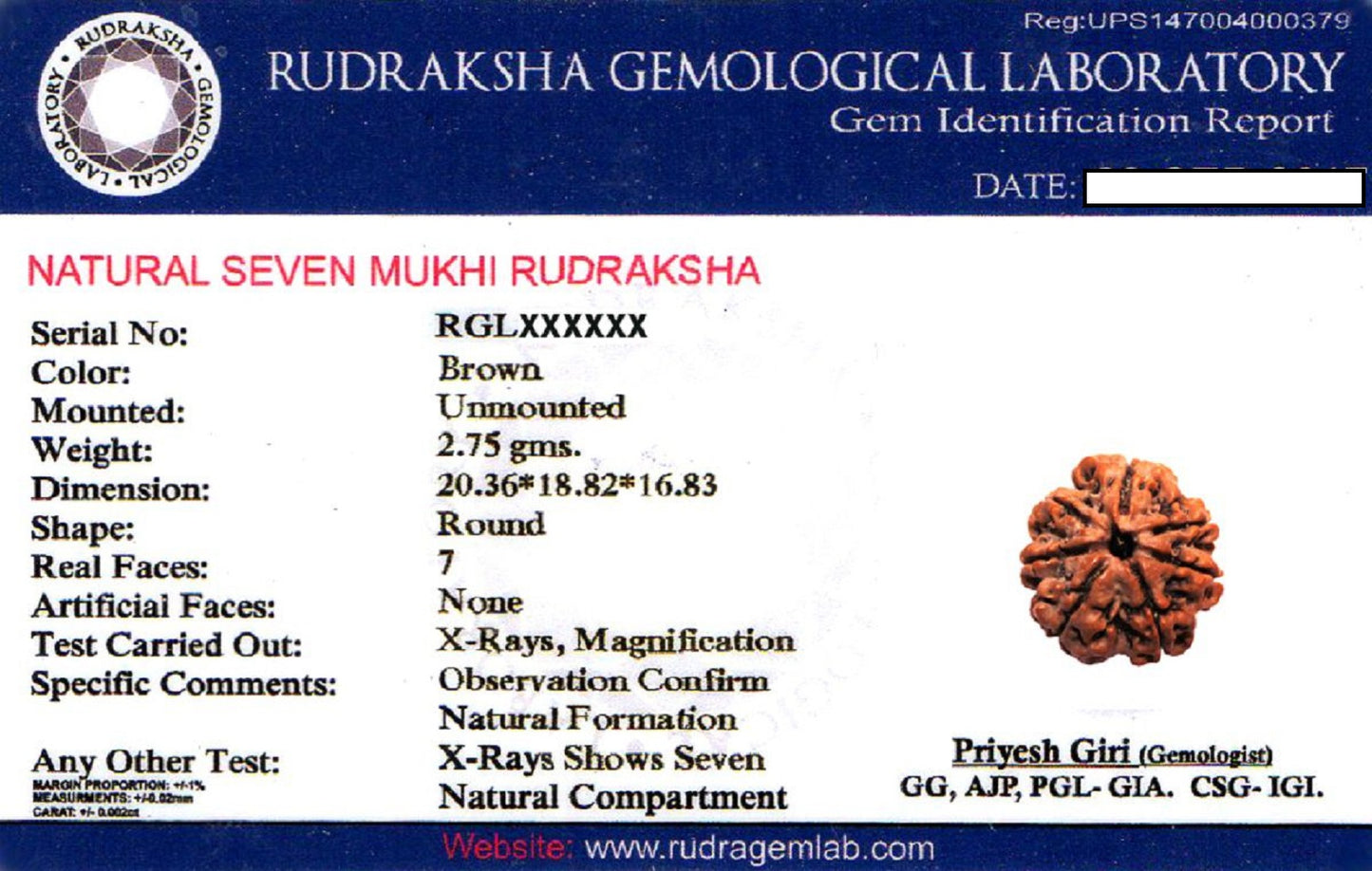 ShivaRatna 7 Mukhi Nepali Rudraksha Made in Pure Silver Cap - Lab Certified