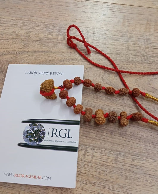 ShivaRatna Siddha Rudraksha Mala 1-14 Mukhi (Elite Beads) - Lab Certified