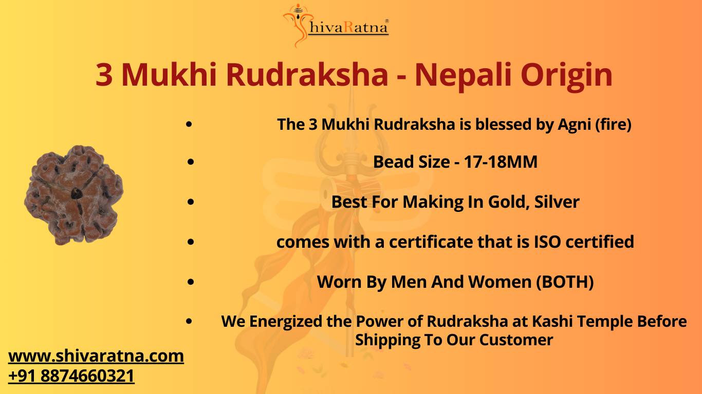 ShivaRatna 3 Mukhi/Three Face Rudraksha with Certificate of Authenticity (Elite Range)