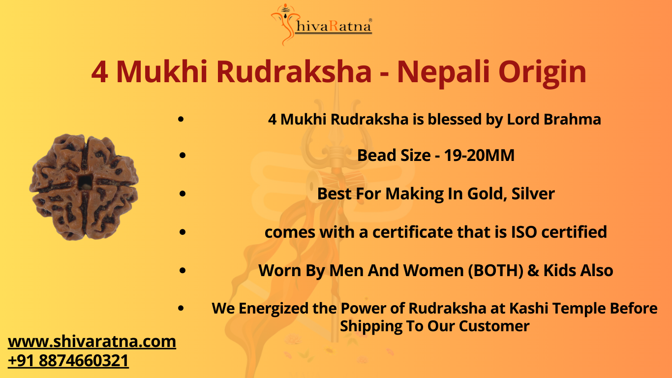 ShivaRatna 4 Mukhi/Four Face Rudraksha with Certificate of Authenticity (Elite Range)