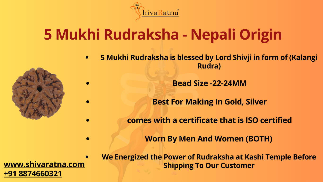 ShivaRatna 5 Mukhi/Five Face Rudraksha with Certificate of Authenticity (Elite Range)