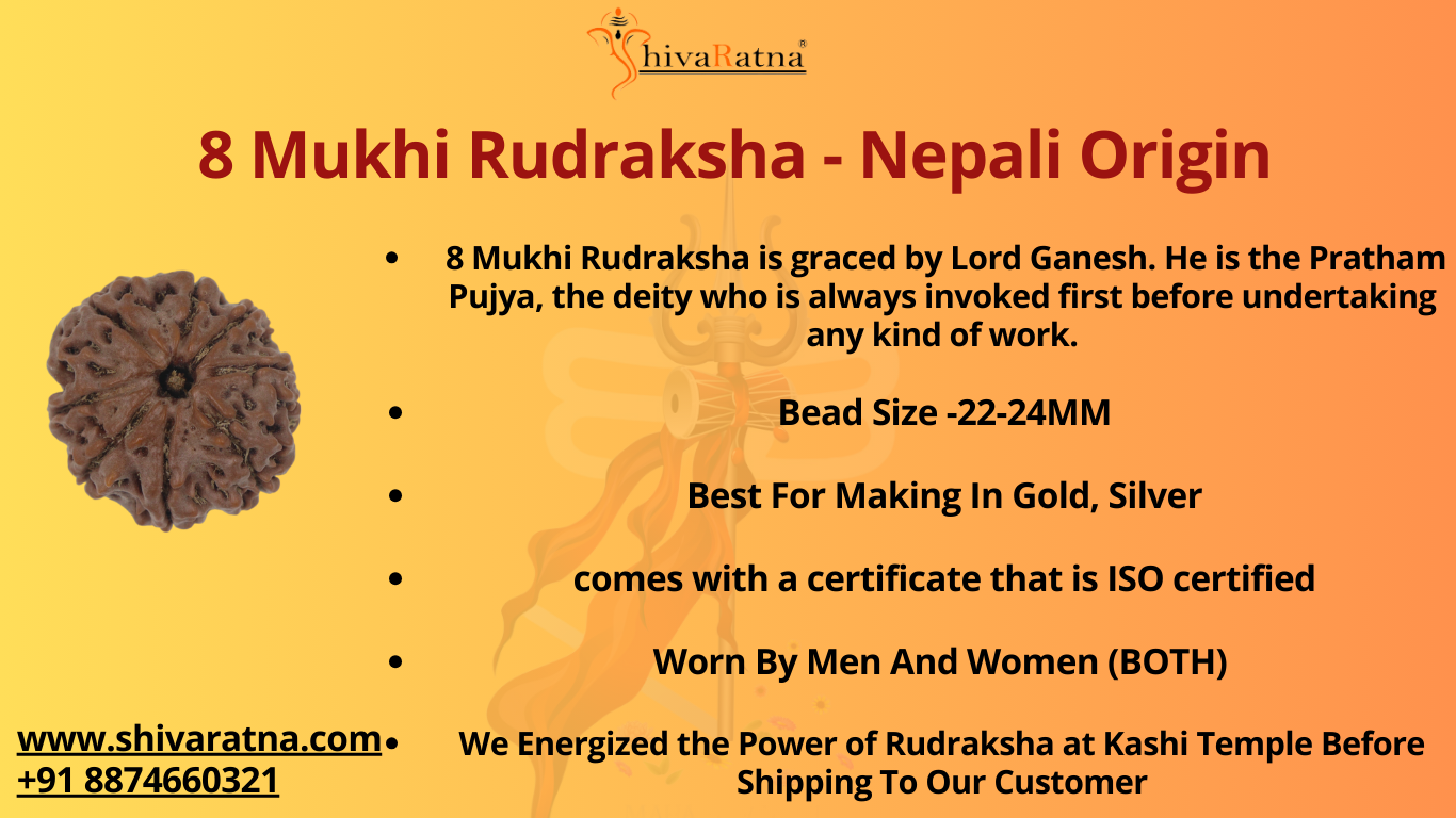 ShivaRatna 8 Mukhi/Eight Face Rudraksha with Certificate of Authenticity (Elite Range) Collector Size