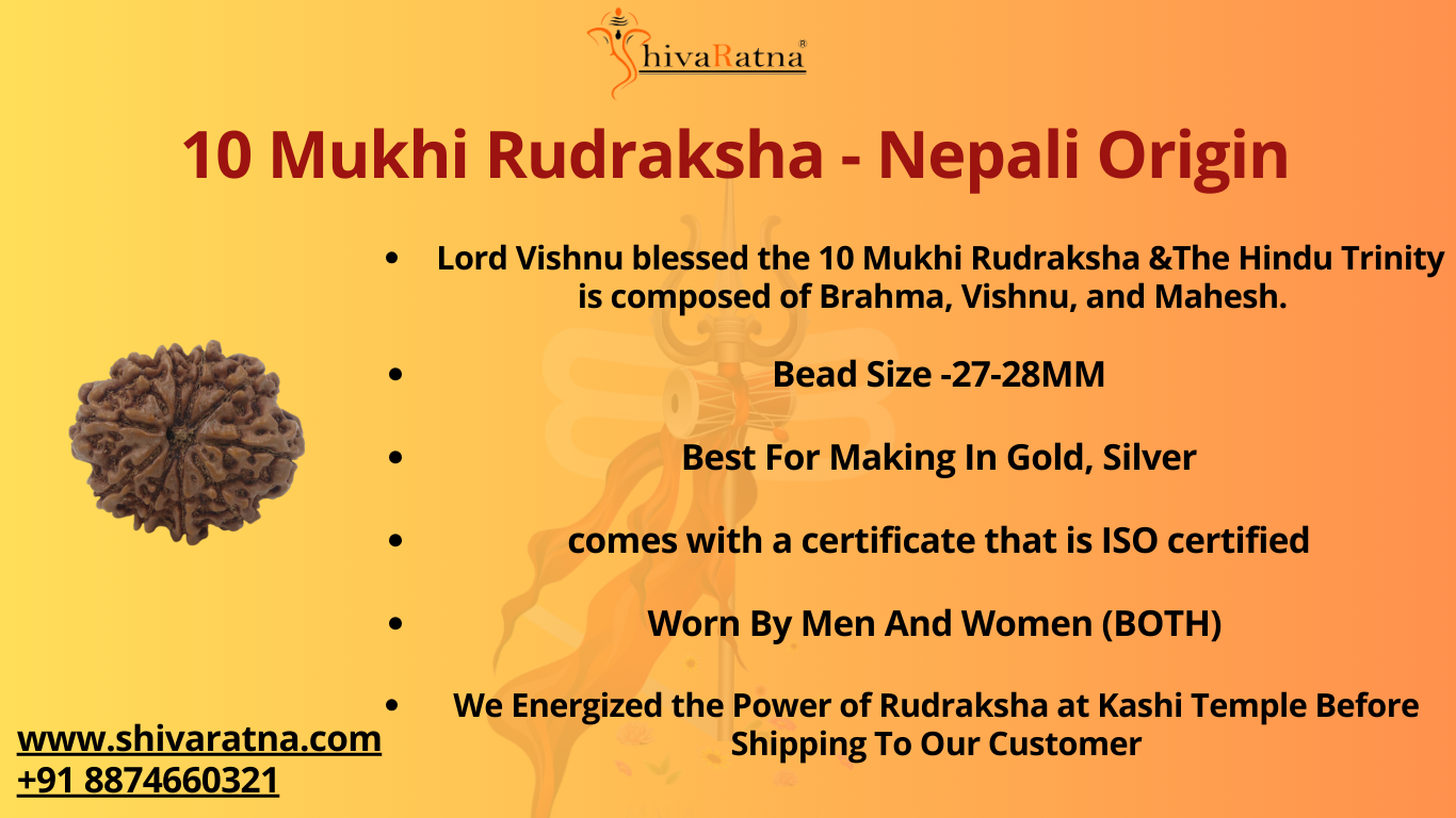 ShivaRatna 10 Mukhi/Ten Face Rudraksha with Certificate of Authenticity (Elite Range) Collector Size