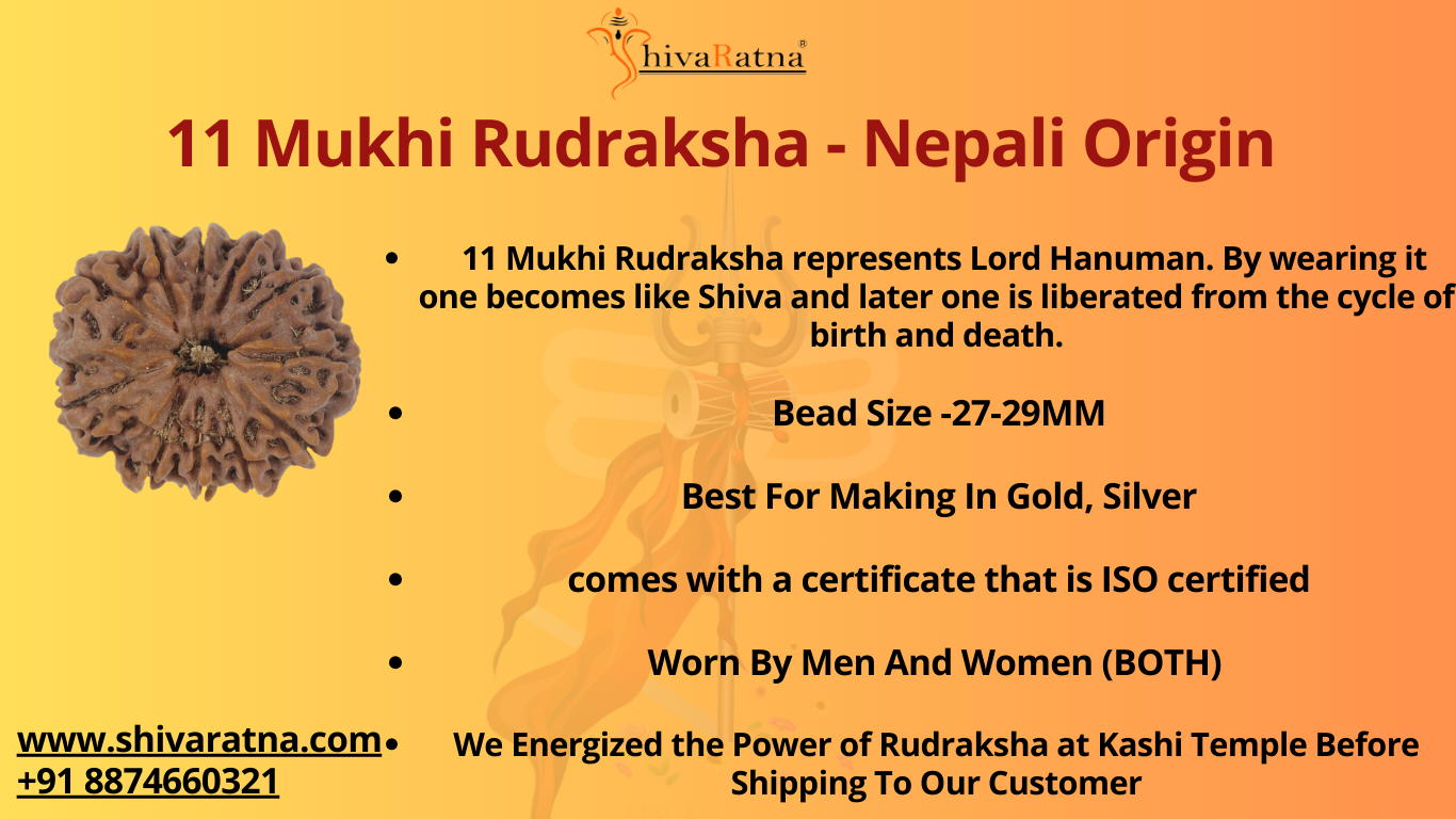 ShivaRatna 11 Mukhi/Eleven Face Rudraksha with Certificate of Authenticity (Elite Range) Collector Size
