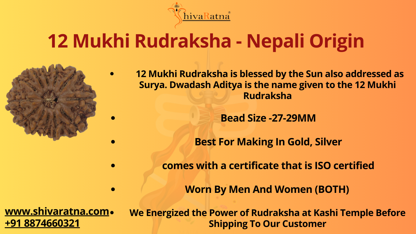 ShivaRatna 12 Mukhi/Twelve Face Rudraksha with Certificate of Authenticity (Elite Range) Collector-bead