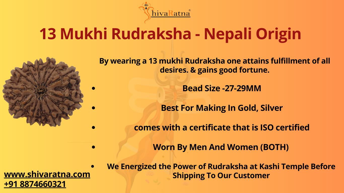 ShivaRatna 13 Mukhi/Thirteen Face Rudraksha with Certificate of Authenticity(Elite Range) Collector Size