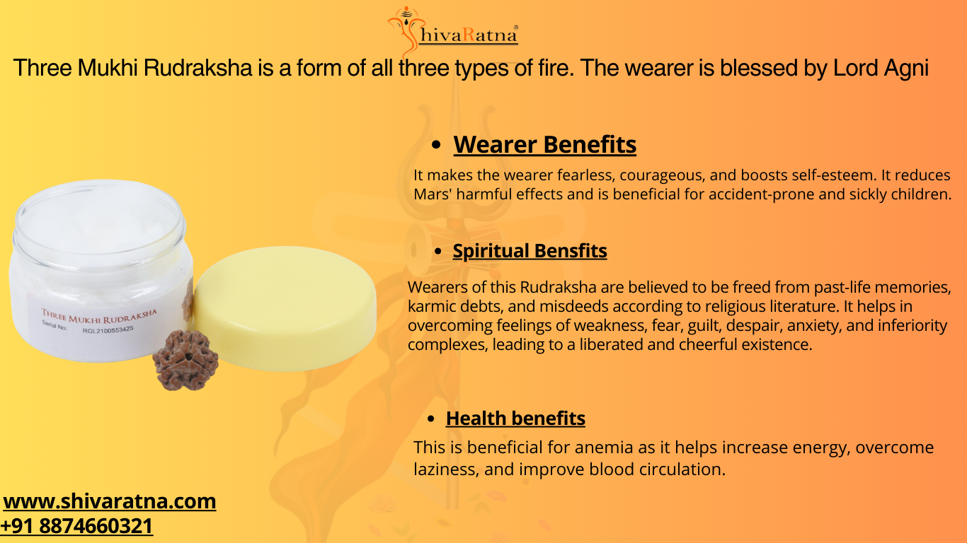 ShivaRatna 3 Mukhi/Three Face Rudraksha with Certificate of Authenticity (Elite Range)