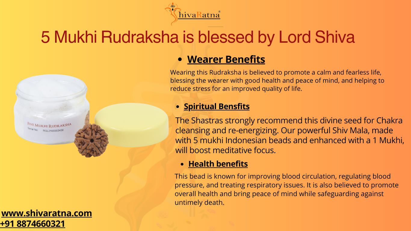 ShivaRatna 5 Mukhi/Five Face Rudraksha with Certificate of Authenticity (Elite Range)
