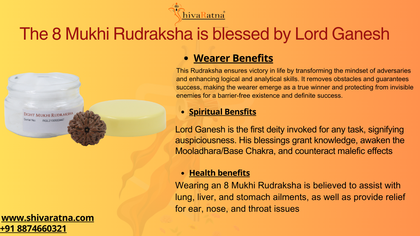 ShivaRatna 8 Mukhi/Eight Face Rudraksha with Certificate of Authenticity (Elite Range) Collector Size