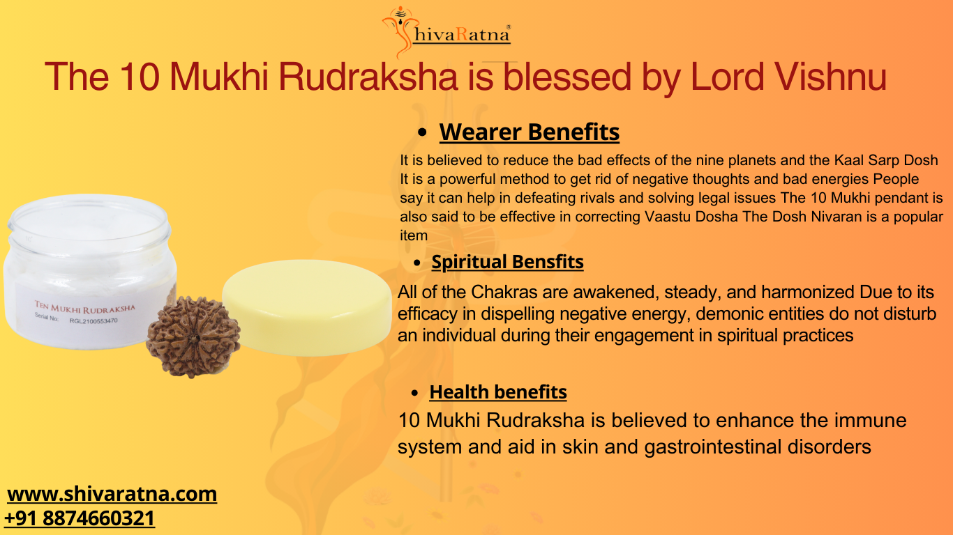ShivaRatna 10 Mukhi/Ten Face Rudraksha with Certificate of Authenticity (Elite Range) Collector Size