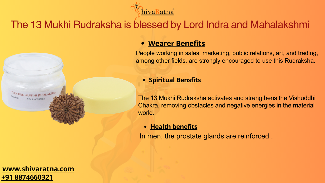 ShivaRatna 13 Mukhi/Thirteen Face Rudraksha with Certificate of Authenticity(Elite Range) Collector Size