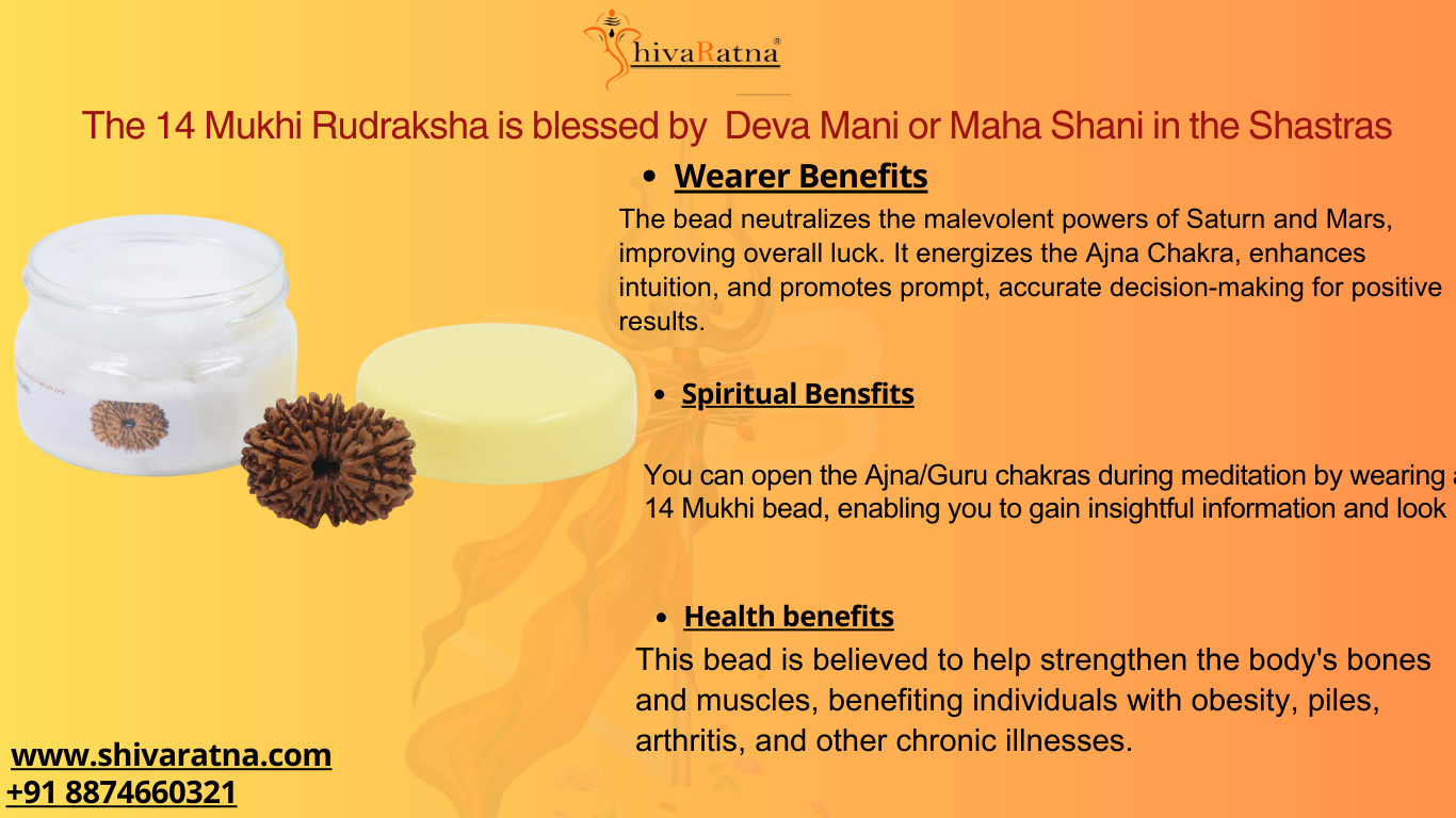 ShivaRatna 14  Mukhi Lab Certified Rudraksha (Origin Nepali) Premium Bead