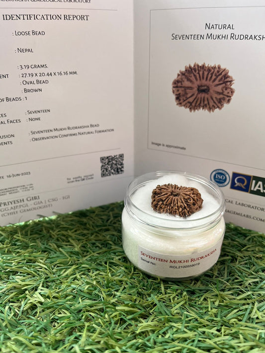 ShivaRatna 17 Mukhi/ seventeen Face Rudraksha with Certificate of Authenticity (Elite Range)
