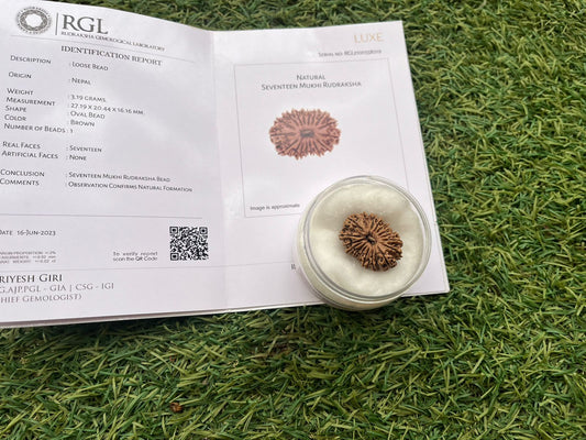 ShivaRatna 17 Mukhi/ seventeen Face Rudraksha with Certificate of Authenticity (Elite Range)