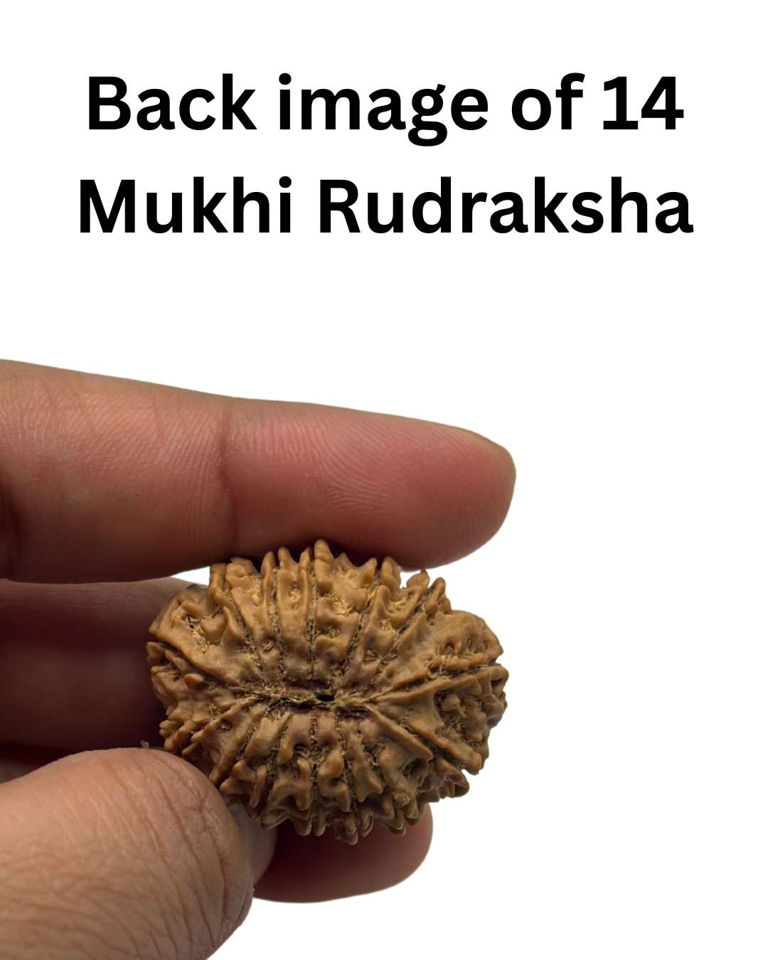 ShivaRatna 14 Mukhi Lab Certified Rudraksha (Origin Nepali) Super Elite Bead